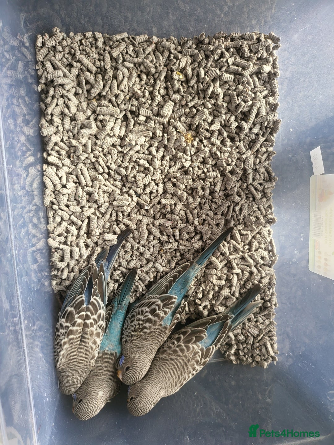 Budgerigars birds for sale: Blackface - Advert 3