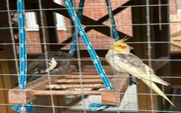 Cockatiels birds for sale: Breeding Pair of Cockatiels - Image 6