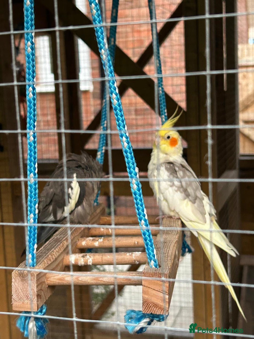 Cockatiels birds for sale: Breeding Pair of Cockatiels - Image 6