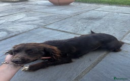 Sprocker dogs for sale: 2 sprocket bitches - Image 1
