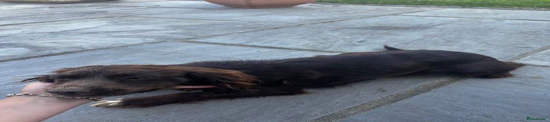 Sprocker Puppy 2