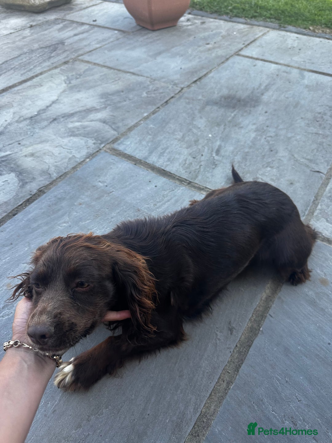 Sprocker dogs for sale: 2 sprocket bitches - Image 1