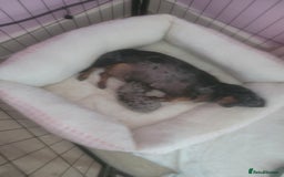 Miniature Dachshund dogs for sale: Miniature dachshund  - Image 5