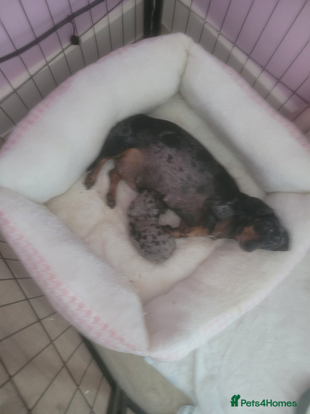 Miniature Dachshund dogs for sale: Miniature dachshund  - Image 5