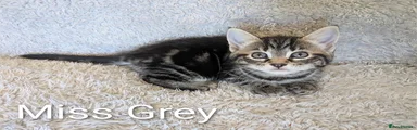 Miss Grey 