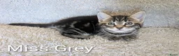 Bengal cats for sale: Snow Bengal Maine coon mixed moggies - Advert 4