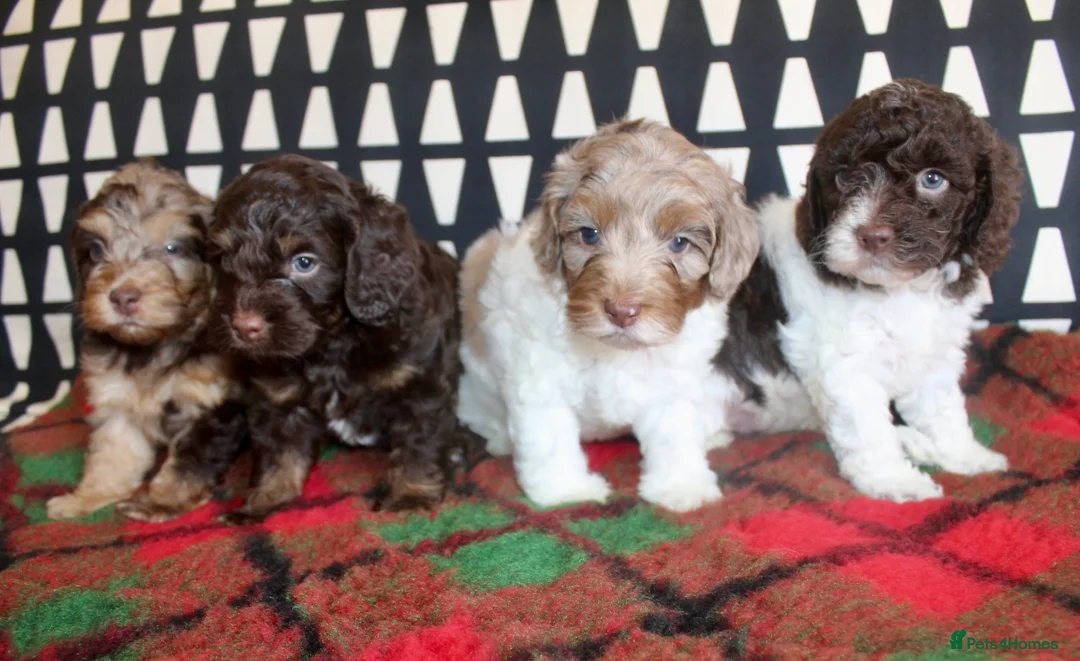 Cockapoo dogs for sale: Cockapoo babies ready from 31st August - Advert 1