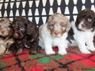Cockapoo dogs Cockapoo babies ready from 31st August - Advert 1