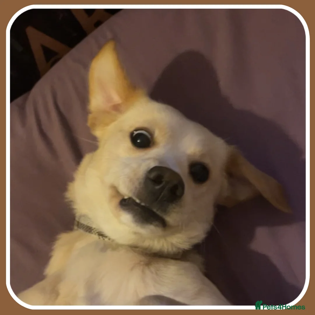 Mixed Breed dogs for sale: Belle the pomeagle - Advert 2