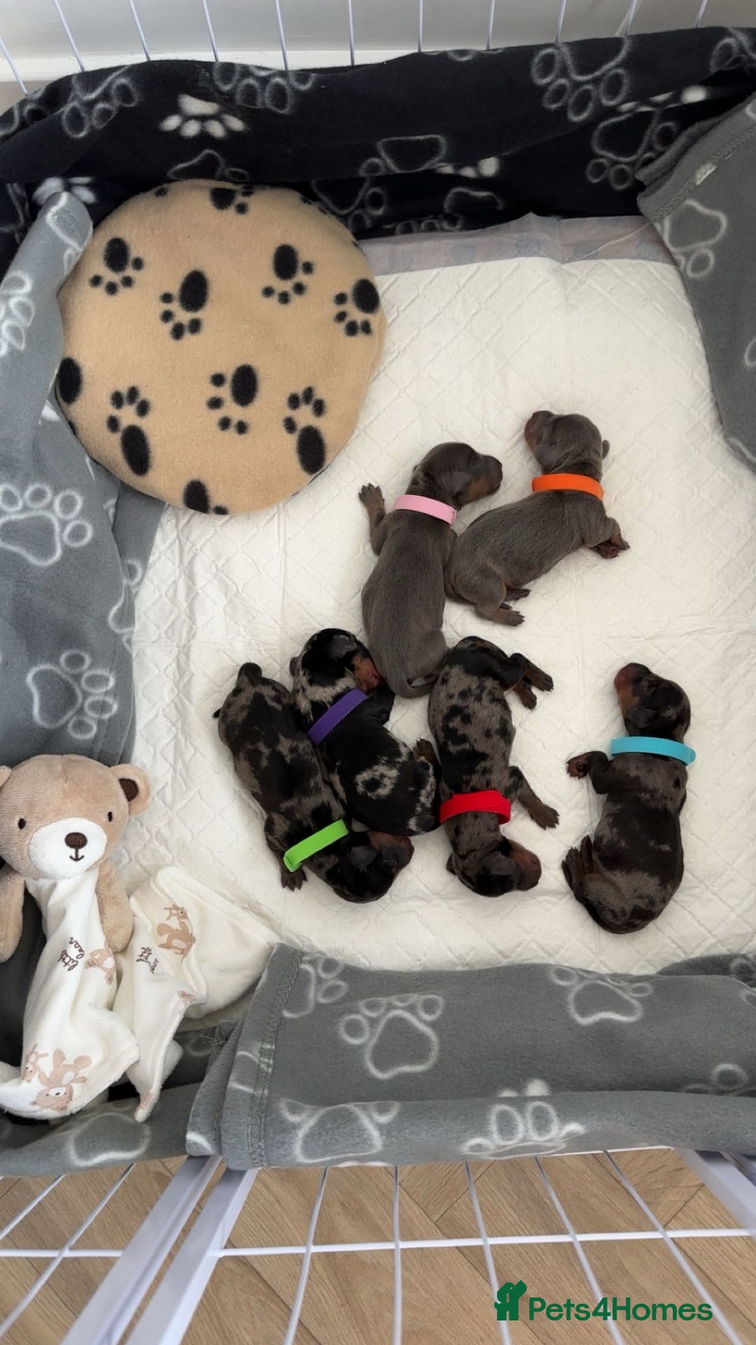 Dachshund dogs for sale: Dachshunds puppies  - Image 5