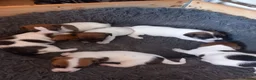 Jack Russell dogs for sale: 3x boys available  - Advert 5