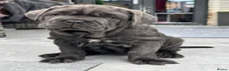 Neapolitan Mastiff dogs for sale: 1 girl puppy Neapolitan mastiff 8 week  - Advert 20
