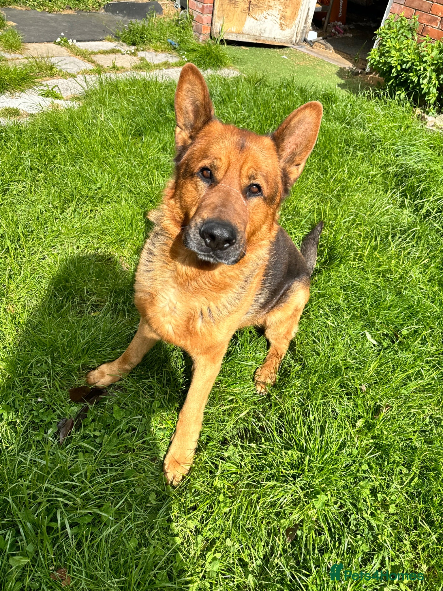German Shepherd dogs  German Shepherd Male in search of 5* rural home - Advert 14