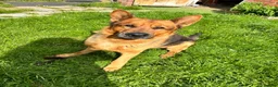 German Shepherd dogs for sale:  German Shepherd Male in search of 5* rural home - Advert 1