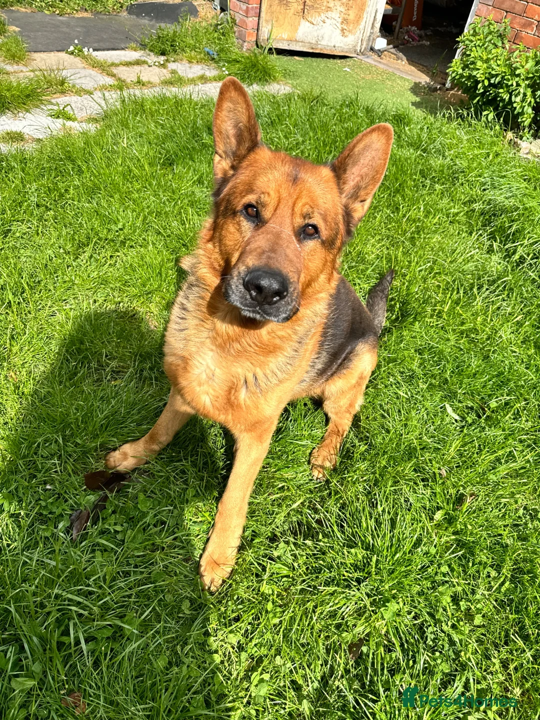 German Shepherd dogs for sale:  German Shepherd Male in search of 5* rural home - Advert 1