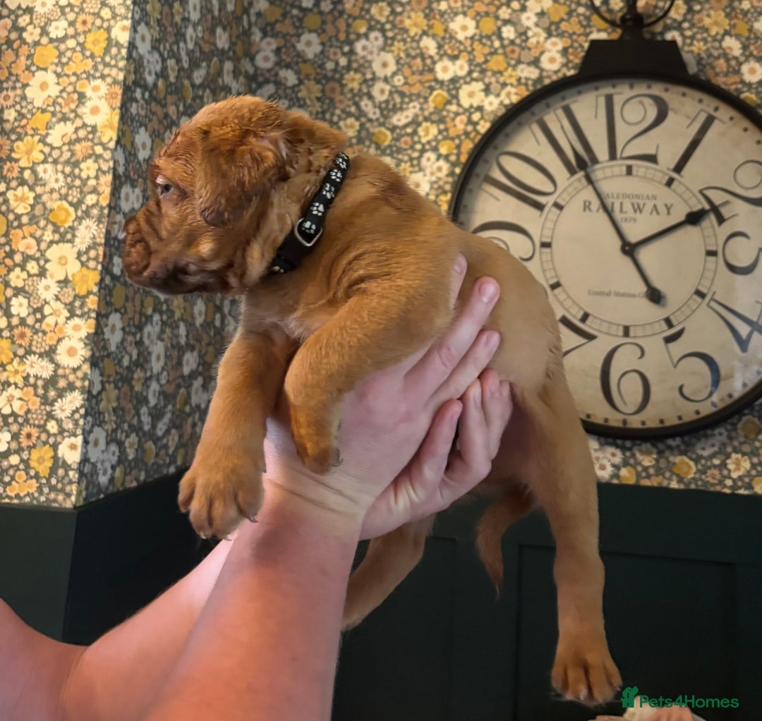 Dogue De Bordeaux dogs for sale: 6 stunning chunky Douge de Bordeux pups - Image 4