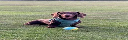 Dachshund dogs for stud: Monty  in Bradford - Advert 2