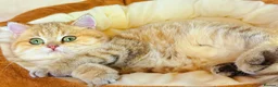 British Shorthair cats for sale: Meet Our Sweet British Shorthair Kittens in Nottingham - Advert 8