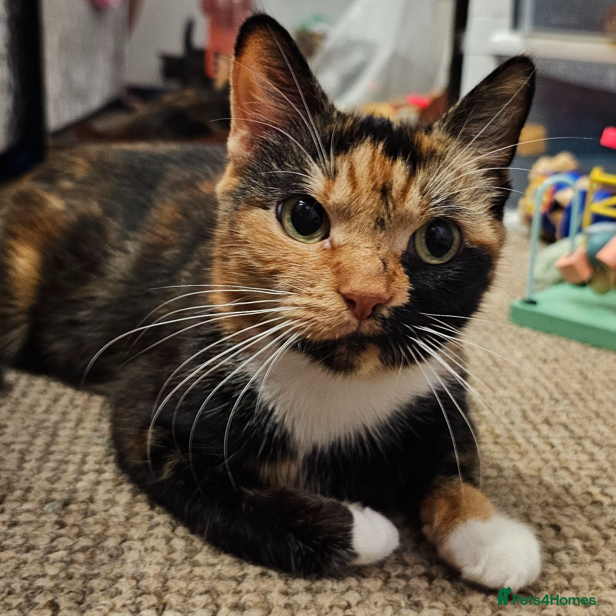 Mixed Breed cats Mixed Breed Kittens/Price Individual - Advert 14