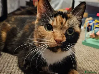 Mixed Breed cats Mixed Breed Kittens/Price Individual - Advert 5