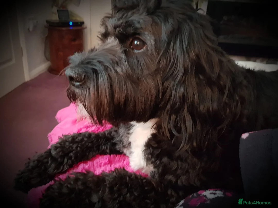 Mixed Breed dogs for adoption: Excellent home required  - Advert 4