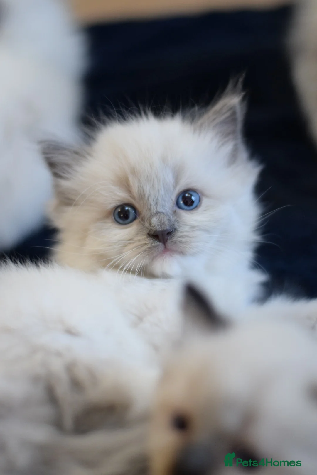 Ragdoll cats for sale: Adorable Ragdoll Kittens Looking for Forever Homes - Advert 19