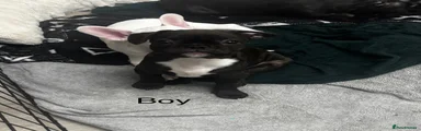 Puppy 1 