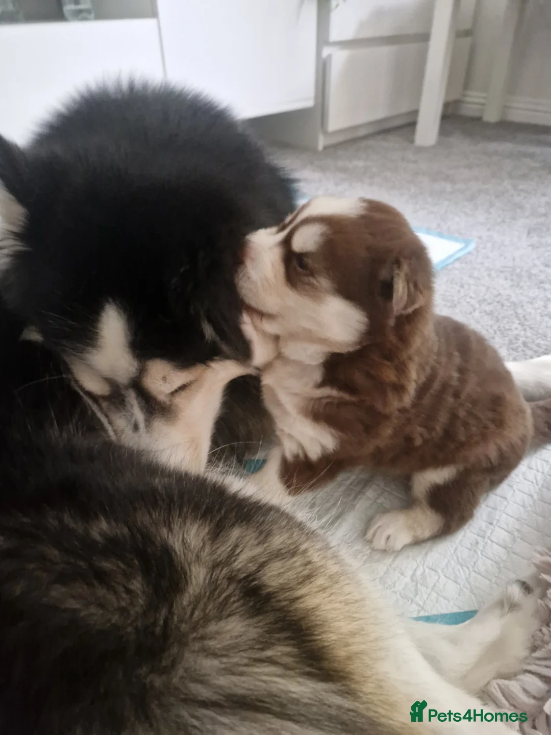 Siberian Husky dogs for sale: Beautiful blue eyed baby girl for sale in Sutton-in-Ashfield - Advert 6