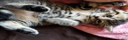 Bengal cats for sale: Beautiful kitten ready for new home 🐾🐈 - Advert 8