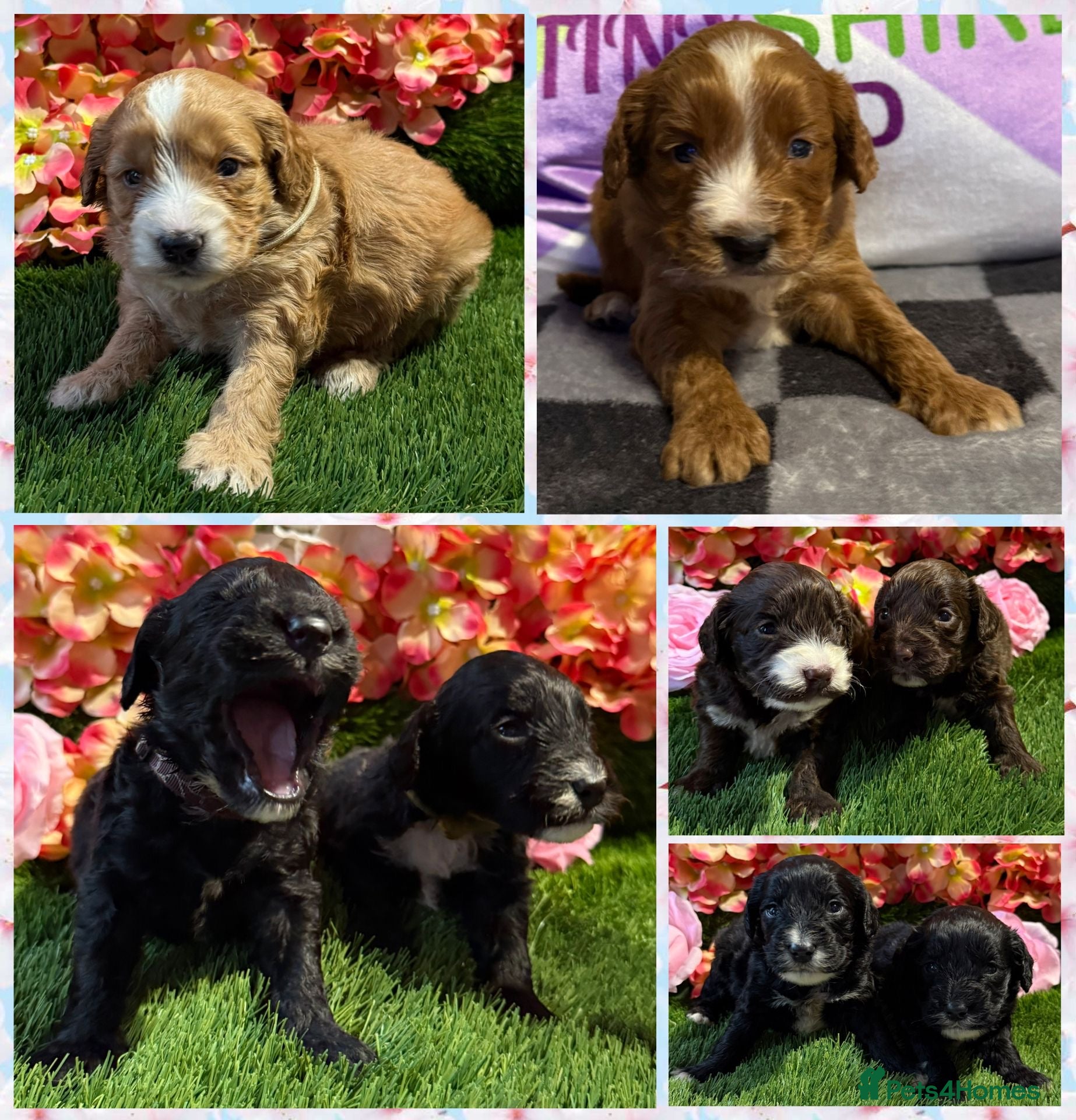 Cockapoo dogs F1 various mini cockapoos 30 dna health tested clr - Advert 11