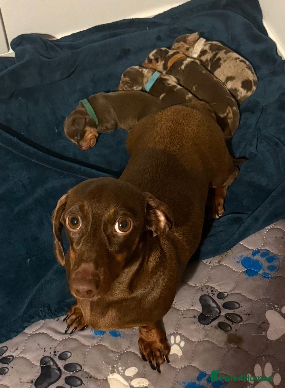 Miniature Dachshund dogs for sale: Chocolate & Dapple KC Miniature Dachshund Puppies - Advert 3
