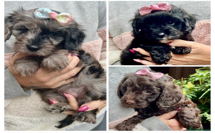 Cavapoo dogs - Advert 2