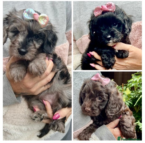 Cavapoo dogs - Advert 10