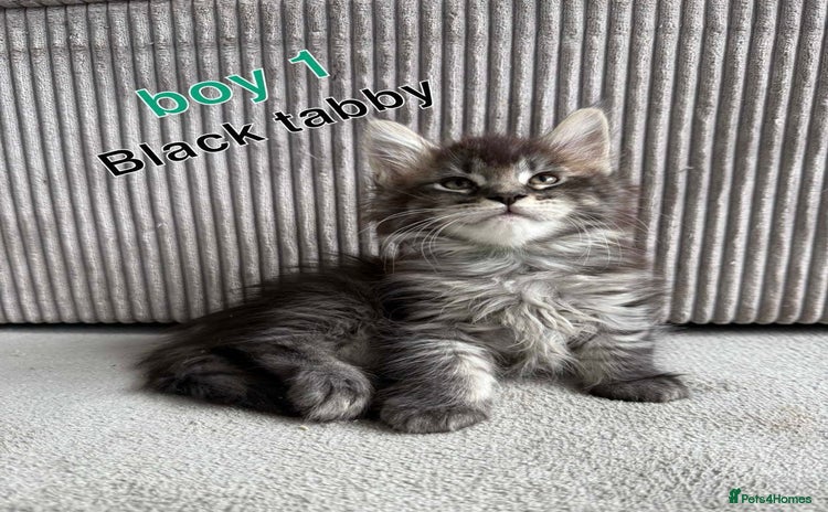 Maine Coon cats - Advert 14