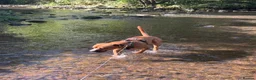 Mixed Breed dogs for sale: Rottweiler X Staffy for sale  in Shipley - Advert 3