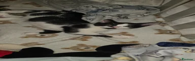 Domestic Shorthair Kitten 1