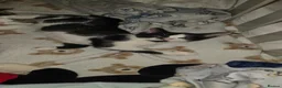 Domestic Shorthair cats for sale: Beautiful kitties looking for there forever home - Advert 11