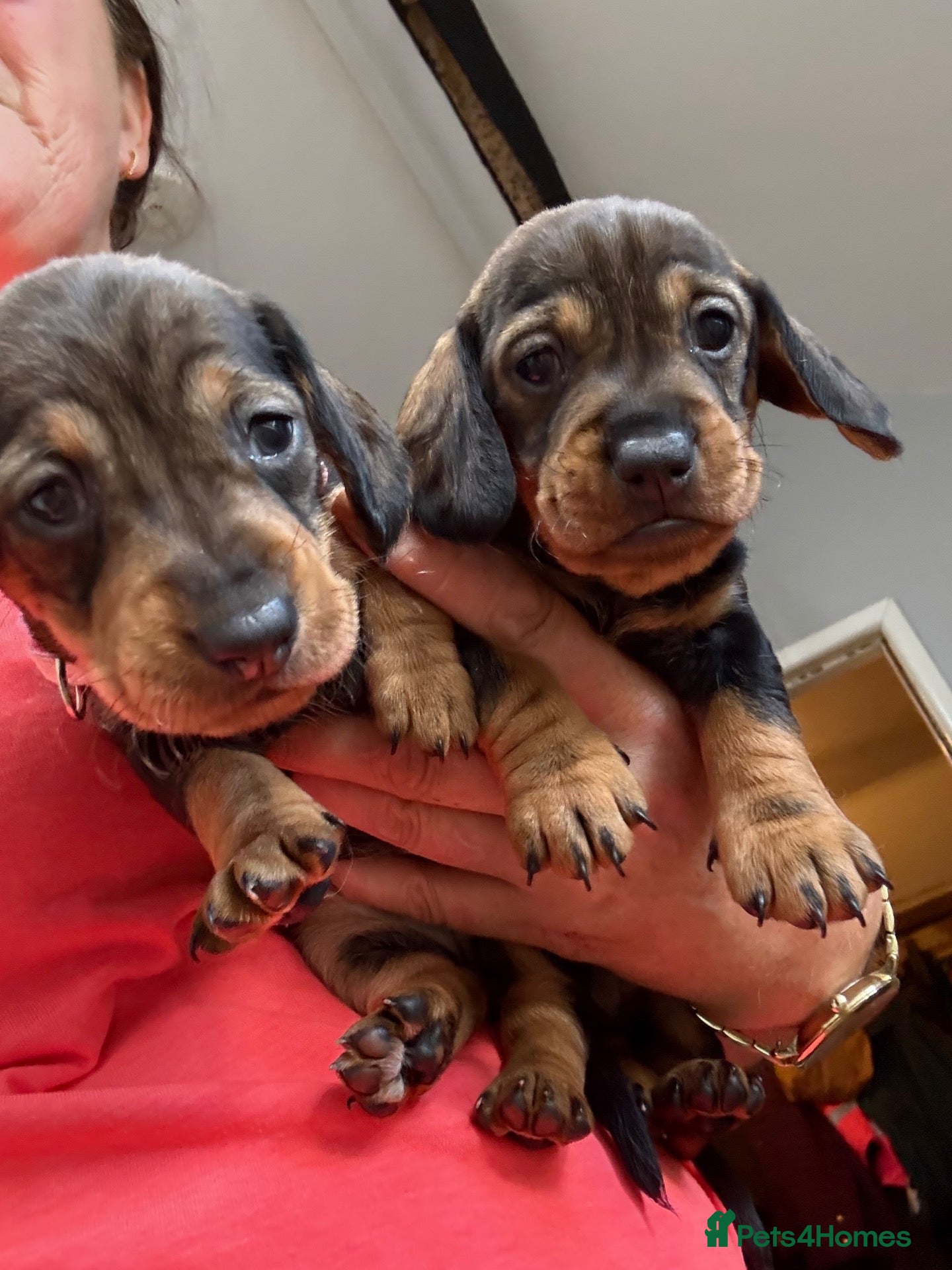 Dachshund dogs KC Registered Wire Haired Teckel Puppies - Advert 8