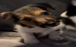 Jack Russell dogs for sale: Gorgeous jack russell puppies - Advert 4