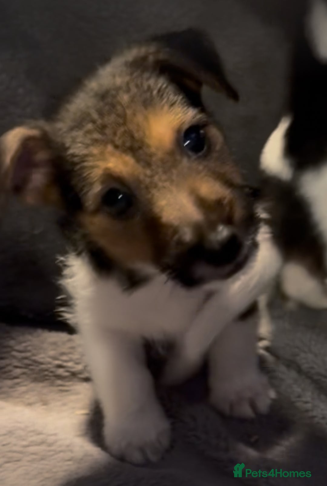 Jack Russell dogs for sale: Gorgeous jack russell puppies - Advert 4