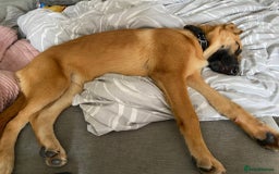 Mixed Breed dogs for sale: Tinkerbell the 18 week old German shepherd/mali - Image 2