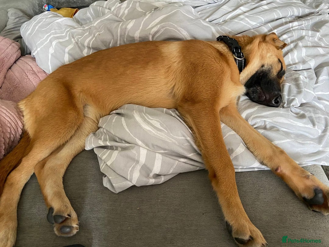 Mixed Breed dogs for sale: Tinkerbell the 18 week old German shepherd/mali - Image 2