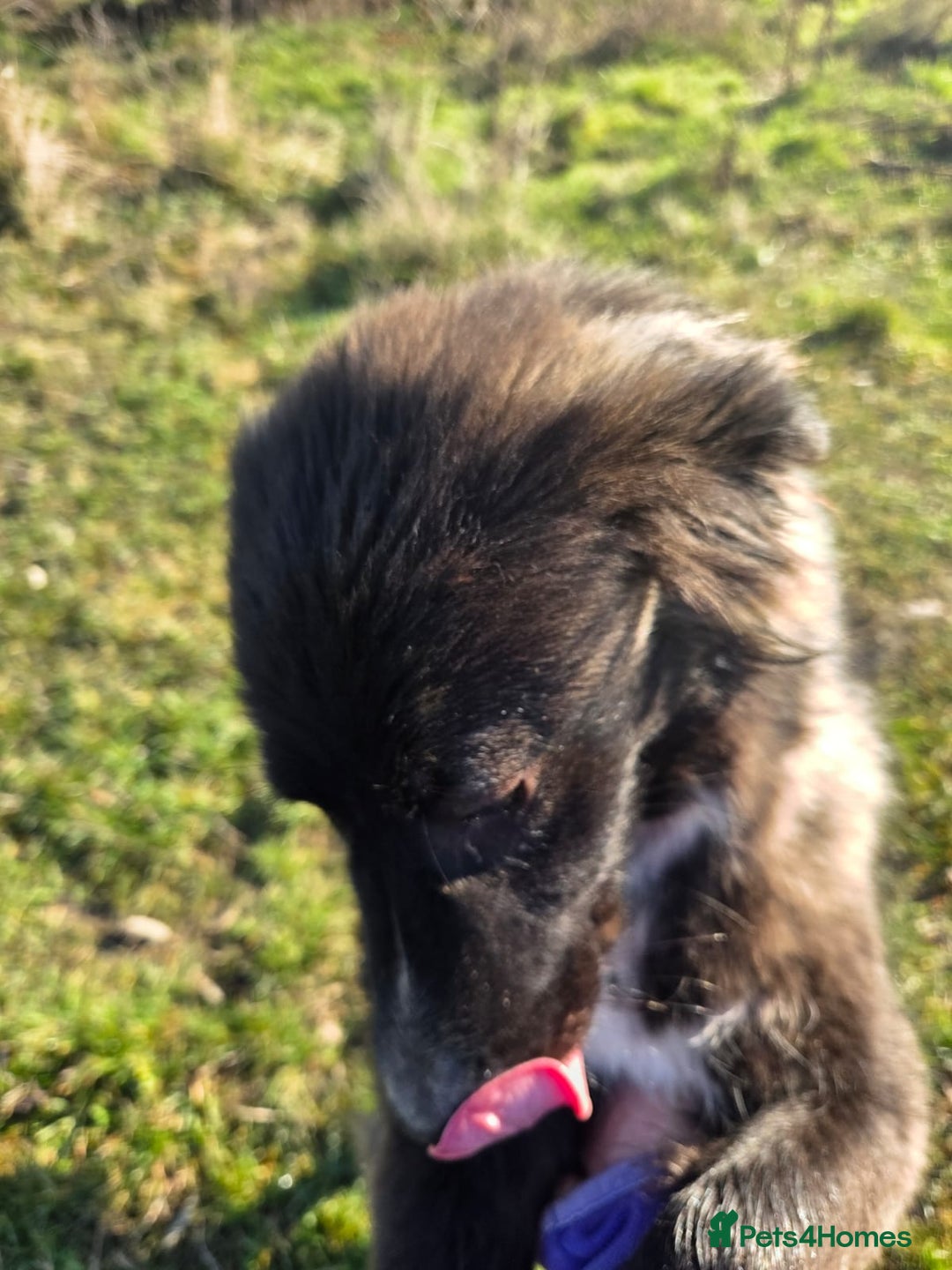Mixed Breed dogs for adoption: 🐾 BELLA – A Brave Heart Ready to Love Again 💛 - Advert 4