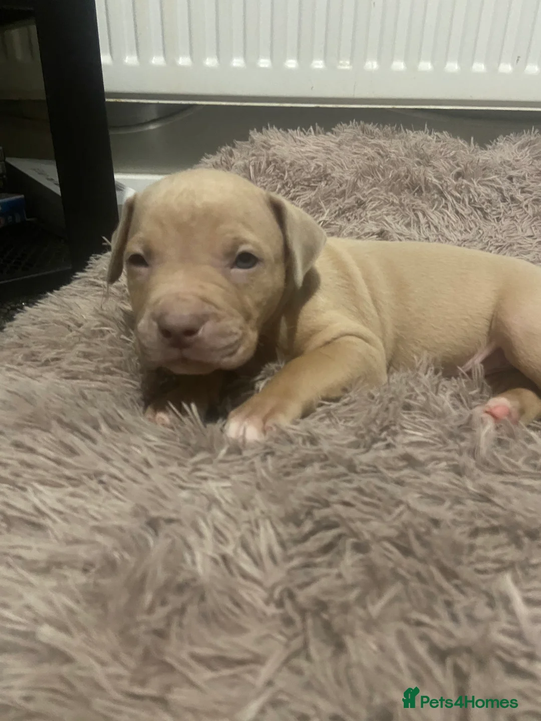 Staffordshire Bull Terrier dogs for sale: Blue merla - Advert 13