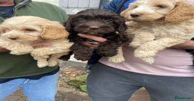 Cockapoo dogs - Advert 16