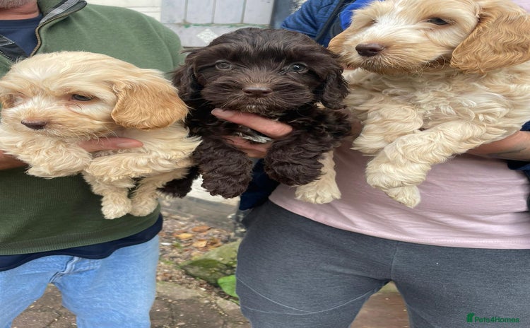 Cockapoo dogs - Advert 7