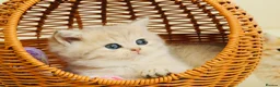 British Shorthair cats for sale: TOP Quality, Rare colors BSH kittens  - Advert 9