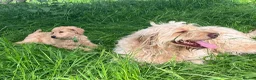 Goldendoodle dogs for sale: Beautiful 4-Year-Old Goldendoodle - Advert 8