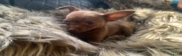 Chihuahua dogs for sale: Litter of chihuahua puppies ready to leave now  - Advert 20