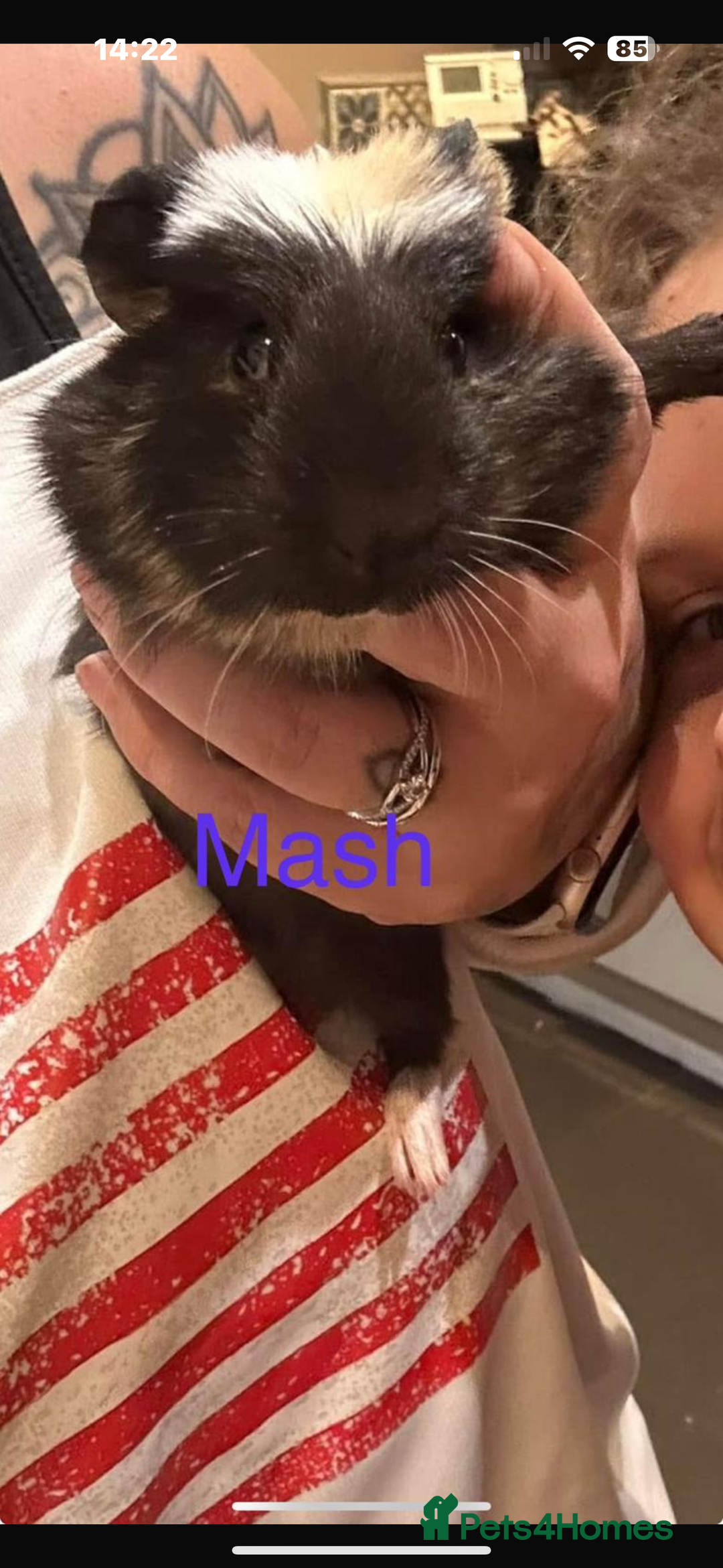 Guinea Pig rodents for sale: Guinea pigs - Advert 3